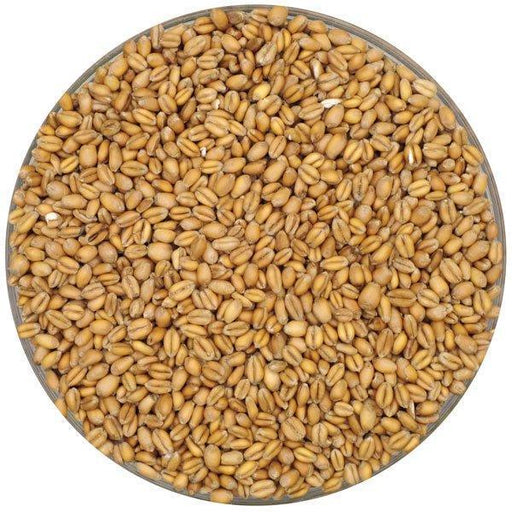 Torrified Wheat