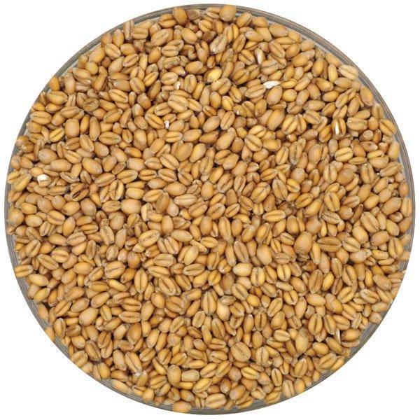 Torrified Wheat